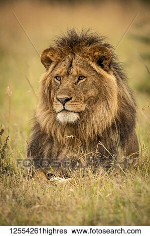 Stock Photograph - Male lion (Panthera leo) lies in grass staring left, Serengeti National Park; Tanzania. Fotosearch
