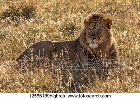 Stock Photograph - Male lion (Panthera leo) lying in grass looking up, Serengeti; Tanzanai. Fotosearch