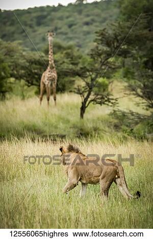Stock Photograph - Male lion (Panthera leo) stalks Masai giraffe (Giraffa camelopardalis tippelskirchii) in savannah, Serengeti; Tanzania. Fotosearch