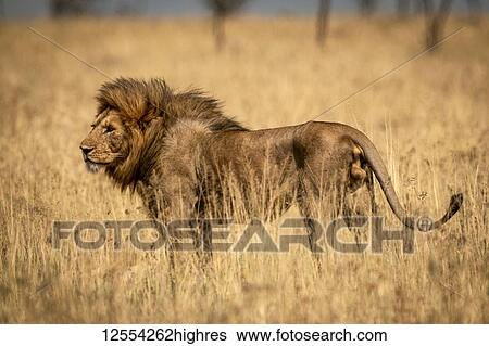 Stock Photograph - Male lion (Panthera Leo) stands in profile in grass, Serengeti National Park; Tanzania. Fotosearch