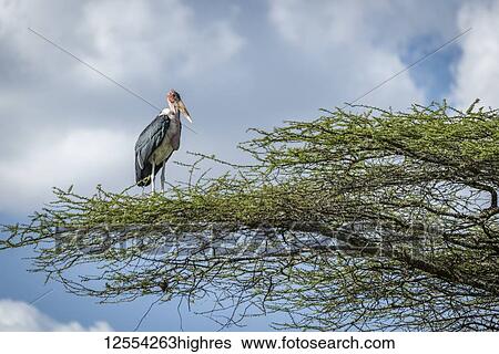 Stock Photograph - Marabou stork (Leptoptilos crumenifer) stands facing right on branch, Serengeti National Park; Tanzania. Fotosearch
