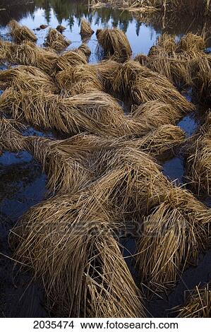 Marsh Grasses In Stillwater Brook, Near Lakeview, Nova Scotia View Large Photo Image Picture - Marsh Grasses In Stillwater Brook, Near Lakeview, Nova Scotia. Fotosearch