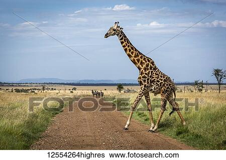 Masai giraffe (Giraffa camelopardalis tippelskirchii) crosses track watched by zebra (Equus quagga), Serengeti National Park; Tanzania View Large Photo Image Stock Photograph - Masai giraffe (Giraffa camelopardalis tippelskirchii) crosses track watched by zebra (Equus quagga), Serengeti National Park; Tanzania. Fotosearch