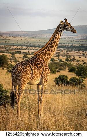 Masai giraffe (Giraffa camelopardalis tippelskirchii) standing in savannah facing right, Serengeti National Park; Tanzania View Large Photo Image Stock Photograph - Masai giraffe (Giraffa camelopardalis tippelskirchii) standing in savannah facing right, Serengeti National Park; Tanzania. Fotosearch