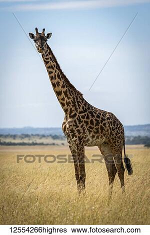 Stock Photograph - Masai giraffe (Giraffa camelopardalis tippelskirchii) in grassland eyeing camera, Serengeti National Park; Tanzania. Fotosearch