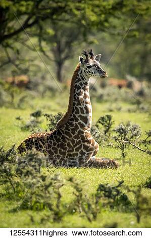 Stock Photograph - Masai giraffe (Giraffa camelopardalis tippelskirchii) kneeling in grass among bushes, Serengeti National Park; Tanzania. Fotosearch