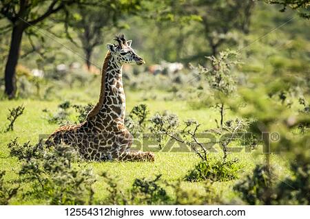 Stock Photograph - Masai giraffe (Giraffa camelopardalis tippelskirchii) kneeling in grass among bushes, Serengeti National Park; Tanzania. Fotosearch