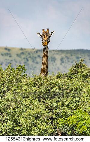 Masai giraffe (Giraffa camelopardalis tippelskirchii) peeks over bushes in savannah, Serengeti National Park; Tanzania View Large Photo Image Stock Photograph - Masai giraffe (Giraffa camelopardalis tippelskirchii) peeks over bushes in savannah, Serengeti National Park; Tanzania. Fotosearch