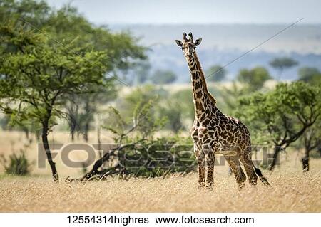 Stock Photograph - Masai giraffe (Giraffa camelopardalis tippelskirchii) stands in grass by trees, Serengeti National Park; Tanzania. Fotosearch