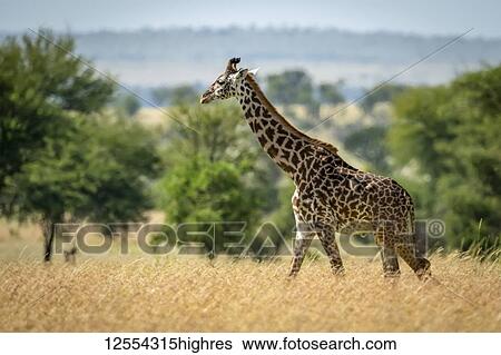 Stock Photograph - Masai giraffe (Giraffa camelopardalis tippelskirchii) walking through grass by trees, Serengeti National Park; Tanzania. Fotosearch