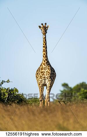 Masai giraffe (Giraffa camelopardalis tippelskirchii) stands facing camera on horizon, Serengeti; Tanzania View Large Photo Image Stock Photograph - Masai giraffe (Giraffa camelopardalis tippelskirchii) stands facing camera on horizon, Serengeti; Tanzania. Fotosearch