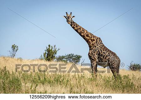 Stock Photograph - Masai giraffe (Giraffa camelopardalis tippelskirchii) stands watching camera on hillside, Serengeti; Tanzania. Fotosearch