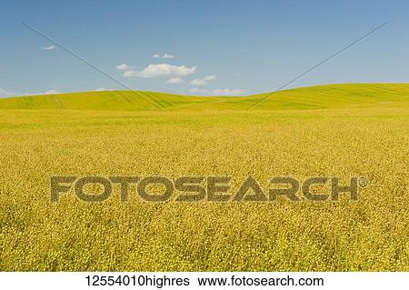 Stock Photograph - Maturing flax field, near Ponteix; Saskatchewan, Canada. Fotosearch