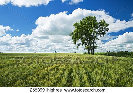 Stock Photograph - Mid-growth spring wheat field and cottonwood tree, near Roland; Manitoba, Canada. Fotosearch