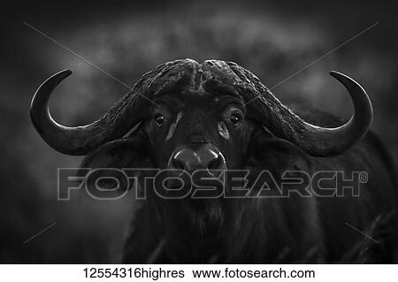 Stock Photograph - Monochrome close-up of Cape buffalo (Syncerus caffer) in dark, Serengeti National Park; Tanzania. Fotosearch