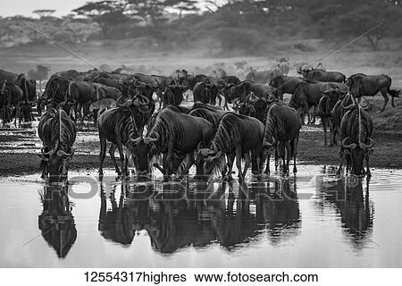Stock Photograph - Monochrome confusion of wildebeest (Connochaetes taurinus) drinking from stream, Serengeti National Park; Tanzania. Fotosearch