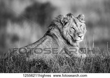 Monotone male lion (Panthera leo) lies turning to camera, Serengeti; Tanzania View Large Photo Image Stock Photograph - Monotone male lion (Panthera leo) lies turning to camera, Serengeti; Tanzania. Fotosearch