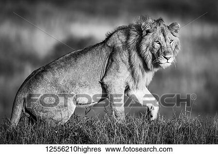 Stock Photograph - Monotone male lion (Panthera leo) getting up in grass, Serengeti; Tanzania. Fotosearch