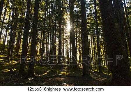 Morning sun breaking through the trees in Olympic National Park; Washington, United States of America View Large Photo Image Stock Photograph - Morning sun breaking through the trees in Olympic National Park; Washington, United States of America. Fotosearch