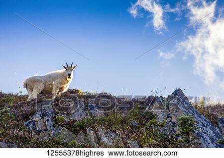 Stock Photograph - Mountain goat (Oreamnos americanus) on ridge backlit by sun, High Divide Trail, Olympic National Park; Washington, United States of America. Fotosearch