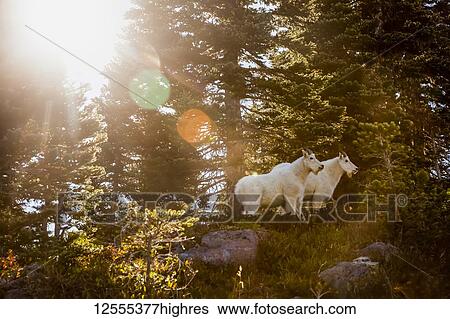 Stock Photograph - Mountain goats (Oreamnos americanus) backlit by sun, High Divide Trail, Olympic National Park; Washington, United States of America. Fotosearch