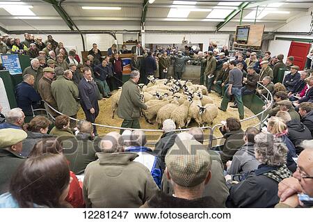Mule gimmer lambs selling at Hawes auction; North Yorkshire, England View Large Photo Image Stock Photo - Mule gimmer lambs selling at Hawes auction; North Yorkshire, England. Fotosearch
