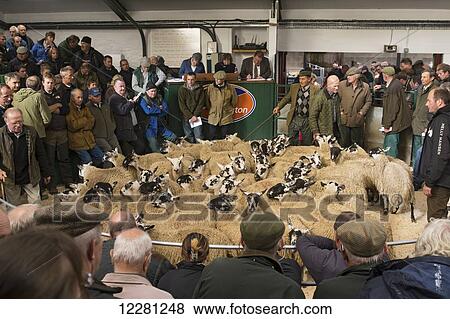 Stock Photo - Mule gimmer lambs selling at Hawes auction; North Yorkshire, England. Fotosearch