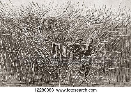 Native boy leading water buffalo through tall grass in south Africa in the 19th century. From L'Univers Illustre, published 1866. View Large Photo Image Stock Image - Native boy leading water buffalo through tall grass in south Africa in the 19th century. From L'Univers Illustre, published 1866.. Fotosearch