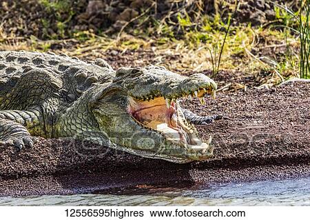 Stock Photograph - Nile crocodile (Crocodylus niloticus) in Chamo Lake, Nechisar National Park; Ethiopia. Fotosearch