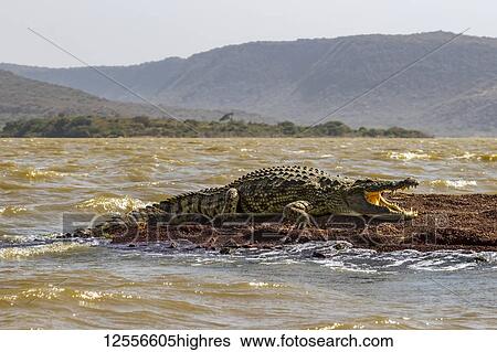 Stock Photograph - Nile crocodile (Crocodylus niloticus) in Chamo Lake, Nechisar National Park; Ethiopia. Fotosearch
