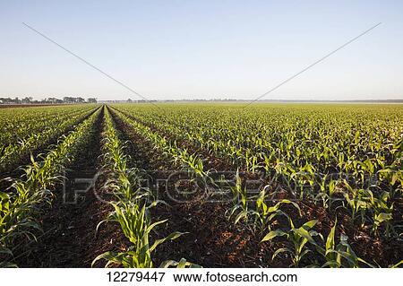 No till corn at approximately 8-10 leaf stage, growing on bedded land where previous crop of no till cotton was produced; England, Arkansas, United States of America View Large Photo Image Stock Photo - No till corn at approximately 8-10 leaf stage, growing on bedded land where previous crop of no till cotton was produced; England, Arkansas, United States of America. Fotosearch