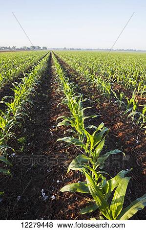 No till corn at approximately 8-10 leaf stage, growing on bedded land where previous crop of no till cotton was produced; England, Arkansas, United States of America View Large Photo Image Stock Photo - No till corn at approximately 8-10 leaf stage, growing on bedded land where previous crop of no till cotton was produced; England, Arkansas, United States of America. Fotosearch