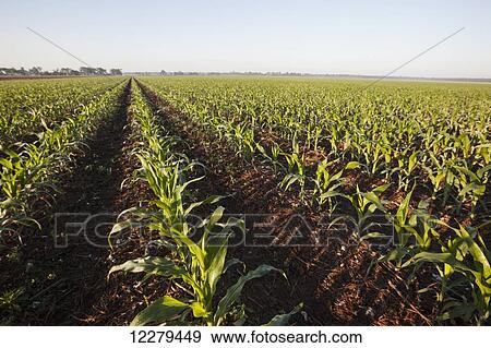 Stock Photo - No till corn at approximately 8-10 leaf stage, growing on bedded land where previous crop of no till cotton was produced; England, Arkansas, United States of America. Fotosearch