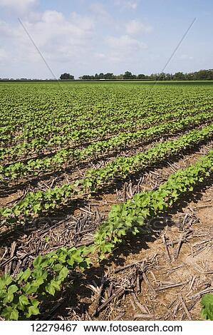 Stock Photo - No till cotton, approximately 10-12 leaf stage, following previous year's crop of corn; England, Arkansas, United States of America. Fotosearch