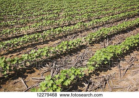 No till cotton, approximately 10-12 leaf stage, following previous year's crop of corn; England, Arkansas, United States of America View Large Photo Image Stock Photo - No till cotton, approximately 10-12 leaf stage, following previous year's crop of corn; England, Arkansas, United States of America. Fotosearch