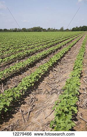 No till cotton, approximately 10-12 leaf stage, following previous year's crop of corn; England, Arkansas, United States of America View Large Photo Image Stock Photograph - No till cotton, approximately 10-12 leaf stage, following previous year's crop of corn; England, Arkansas, United States of America. Fotosearch