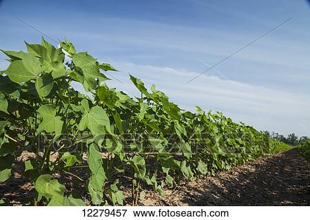 Stock Photo - No till cotton at mid square set stage; England, Arkansas, United States of America. Fotosearch