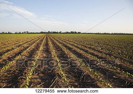 Stock Photography - No till cotton, seedling stage, in field where corn was previous crop; England, Arkansas, United States of America. Fotosearch