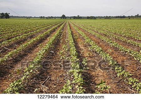 No-till Roundup ready cotton in approximately 8-10 leaf stage with volunteer cotton; England, Arkansas, United States of America View Large Photo Image Picture - No-till Roundup ready cotton in approximately 8-10 leaf stage with volunteer cotton; England, Arkansas, United States of America. Fotosearch