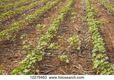 Stock Image - No-till Roundup ready cotton in approximately 8-10 leaf stage with volunteer cotton; England, Arkansas, United States of America. Fotosearch