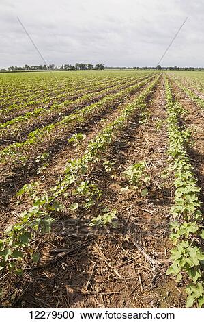 Stock Image - No till Roundup ready cotton in approximately 8-10 leaf stage with volunteer cotton; England, Arkansas, United States of America. Fotosearch