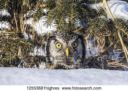 Stock Photograph - Northern Hawk Owl (Surnia ulula), has just made a vole kill and is about to fly back to a perch to consume it. Grass piece has been removed from face. Owl looks at camera. South-central Alaska; Anchorage, Alaska, United States of America. Fotosearch