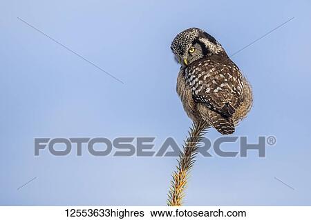 Northern Hawk Owl (Surnia ulula), known for sitting on the highest perch possible while looking for prey such as voles moving below. This one sits on the top of a tree against a blue sky, South-central Alaska; Anchorage, Alaska, United States of America View Large Photo Image Stock Photograph - Northern Hawk Owl (Surnia ulula), known for sitting on the highest perch possible while looking for prey such as voles moving below. This one sits on the top of a tree against a blue sky, South-central Alaska; Anchorage, Alaska, United States of America. Fotosearch