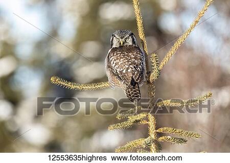 Stock Photograph - Northern Hawk Owl (Surnia ulula), known for sitting on the highest perch possible while looking for prey such as voles moving below. This one sits on the top of a tree looking at the camera, South-central Alaska; Anchorage, Alaska, United States of.... Fotosearch