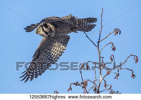 Stock Photograph - Northern Hawk Owl (Surnia ulula), known for sitting on the highest perch possible while looking for prey such as voles moving below. This one is taking flight from the top of a tree against a blue sky, South-central Alaska; Anchorage, Alaska, United.... Fotosearch