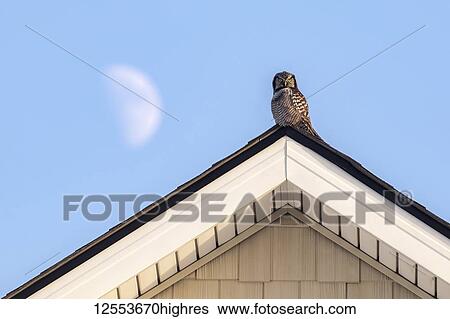 Northern Hawk Owl (Surnia ulula), known for sitting on the highest perch possible while looking for prey such as voles moving below. This one sits on peaked roof of a house with the daytime moon showing, South-central Alaska; Anchorage, Alaska, United... View Large Photo Image Stock Photograph - Northern Hawk Owl (Surnia ulula), known for sitting on the highest perch possible while looking for prey such as voles moving below. This one sits on peaked roof of a house with the daytime moon showing, South-central Alaska; Anchorage, Alaska, United.... Fotosearch