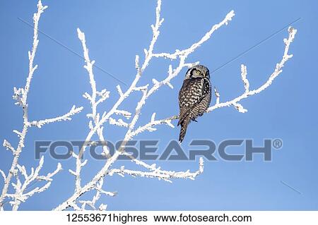 Northern Hawk Owl (Surnia ulula), known for sitting on the highest perch possible while looking for prey such as voles moving below. This one sits in a tree covered with morning hoar frost against a blue sky, South-central Alaska; Anchorage, Alaska,... View Large Photo Image Stock Photograph - Northern Hawk Owl (Surnia ulula), known for sitting on the highest perch possible while looking for prey such as voles moving below. This one sits in a tree covered with morning hoar frost against a blue sky, South-central Alaska; Anchorage, Alaska,.... Fotosearch