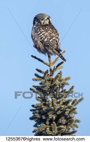 Stock Photograph - Northern Hawk Owl (Surnia ulula), known for sitting on the highest perch possible while looking for prey such as voles moving below. This one sits on the top of a tree looking back at the camera, South-central Alaska; Anchorage, Alaska, United States.... Fotosearch