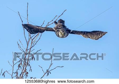Stock Photograph - Northern Hawk-Owl (Surnia ulula), known for sitting on the highest perch possible while looking for prey such as voles moving below. This one is shown diving from the top of a tree for a vole that has exposed itself, against a blue sky, South-central.... Fotosearch