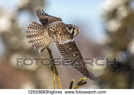 Stock Photograph - Northern Hawk Owl (Surnia ulula), known for sitting on the highest perch possible while looking for prey such as voles moving below. This one is shown flying from one perch to another while hunting voles, South-central Alaska; Anchorage, Alaska,.... Fotosearch